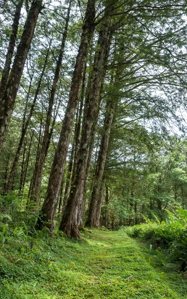 Floresta Árvores Madeira Campos Paisagem — Fotografia de Stock