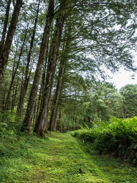 Floresta Árvores Madeira Campos Paisagem — Fotografia de Stock