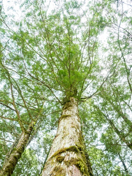 Texture Moussue Fissurée Pinèdes Dans Une Forêt — Photo