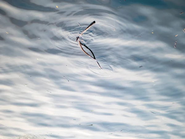 Ramas Muertas Agua — Foto de Stock