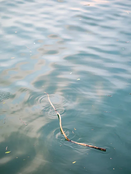 Ramas Muertas Agua — Foto de Stock