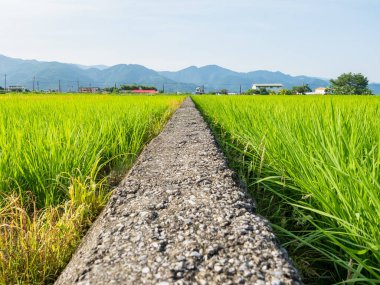 Doğu Tayvan 'ın Yilan ilçesindeki pirinç tarlaları.