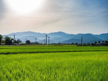 Doğu Tayvan 'ın Yilan ilçesindeki pirinç tarlaları.