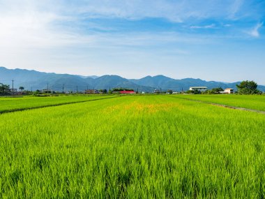 Doğu Tayvan 'ın Yilan ilçesindeki pirinç tarlaları.