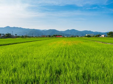 Doğu Tayvan 'ın Yilan ilçesindeki pirinç tarlaları.