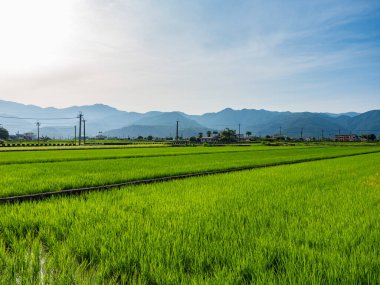 Doğu Tayvan 'ın Yilan ilçesindeki pirinç tarlaları.