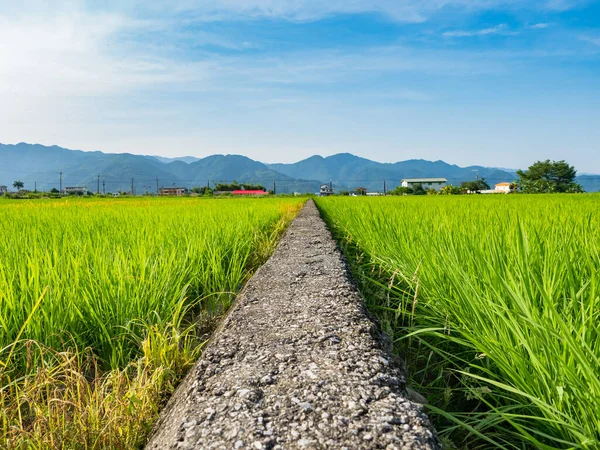Doğu Tayvan 'ın Yilan ilçesindeki pirinç tarlaları.