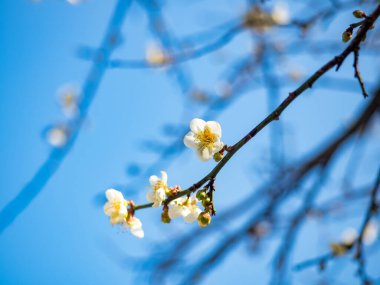 Beyaz Victoria Erik çiçeği koyu arkaplanda.