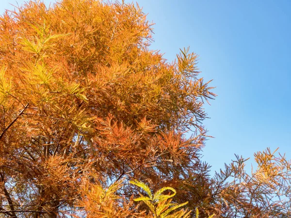 Close Autumn Bald Cypress Tree Taxodium Distichum Sothern Cypress — Stock Photo, Image