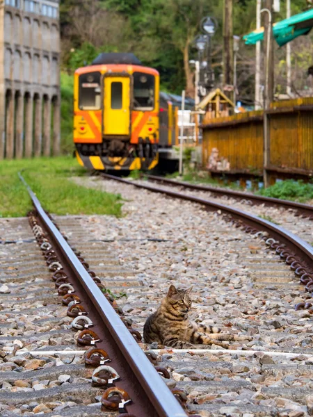 Jingtong Tayvan Eylül 2021 Pingxi Demiryolu Treni Eylül 2021 Jingtong — Stok fotoğraf