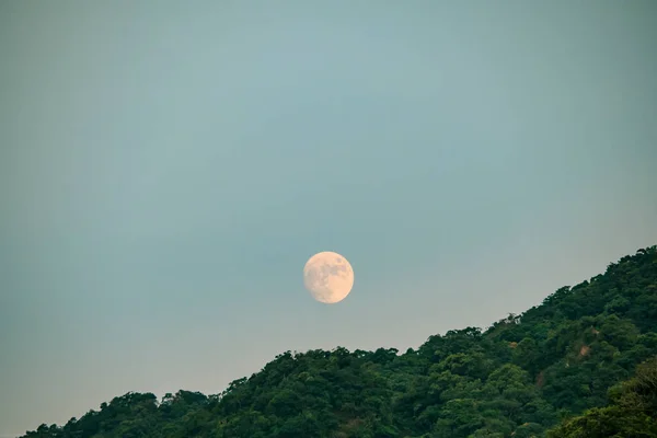 Luna Piena Che Sorge Sulla Foresta Conifere Skyline Silhouette — Foto Stock