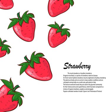 Çilek beyaz arka plan üzerinde. Çilek vektör çizim