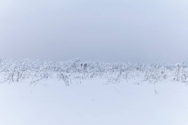 Kış manzarası. Karların altında buğday tarlası