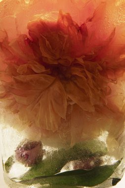 Şakayık, hafif bir arkaplanda donmuş. 