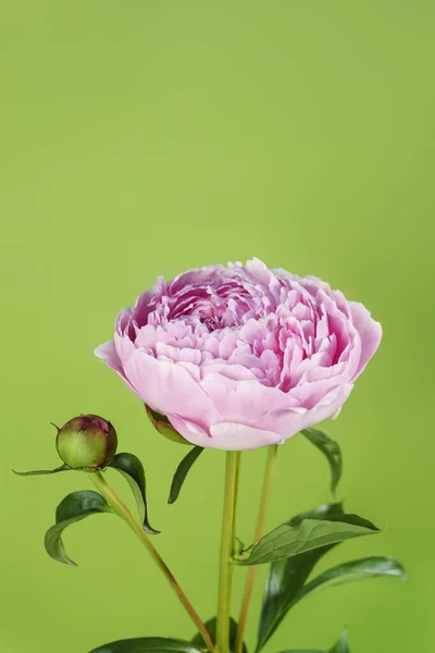 Peonía Rosa Sobre Fondo Verde Vista Frontal — Foto de Stock