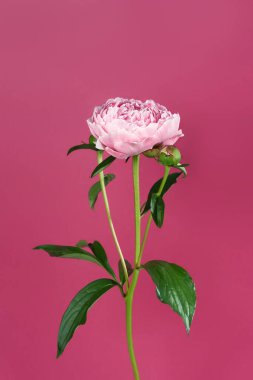 Burgundy arka planda pembe şakayık. Ön görünüm