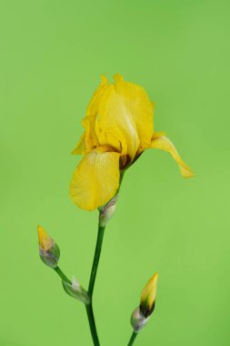 Yeşil arka planda sarı Iris tomurcuğu. Ön görünüm.