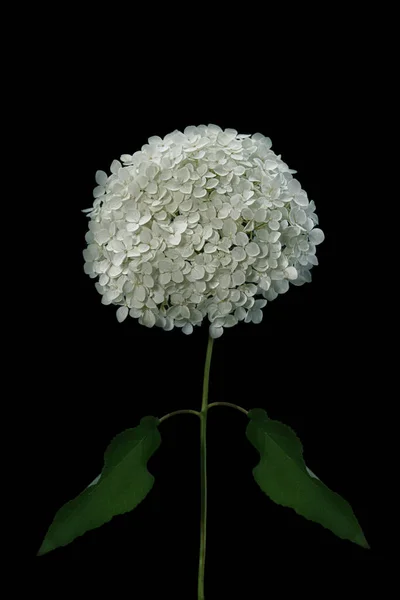 Weiße Blume Hortensie Isoliert Auf Schwarzem Hintergrund Frontalansicht — Stockfoto