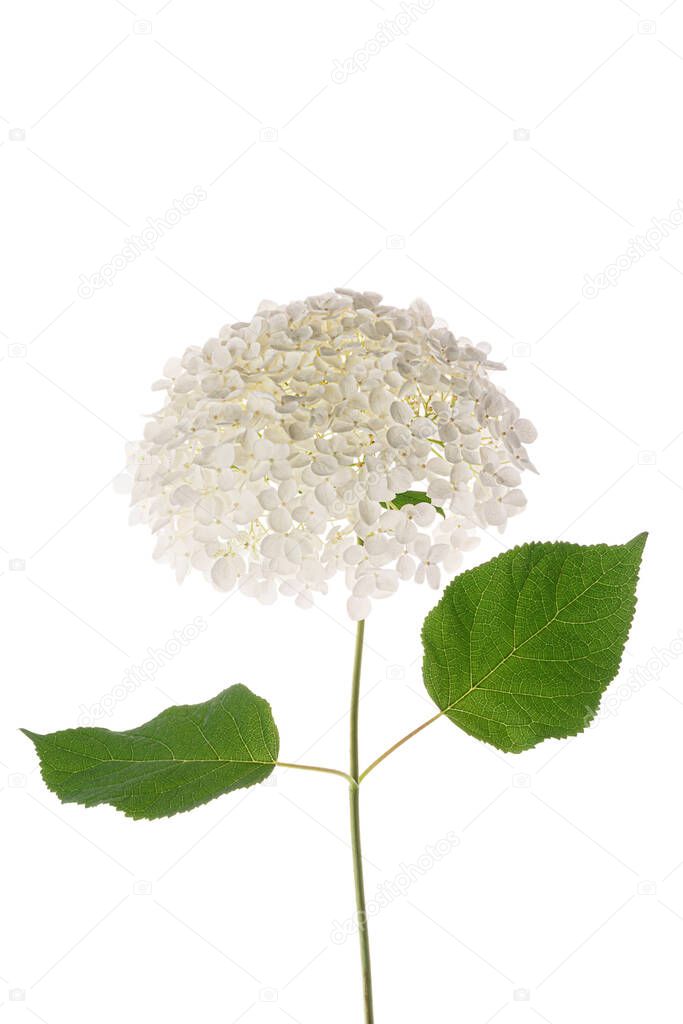 White flower Hydrangea isolated on white background. Frontal view.