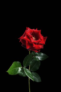 Kırmızı parlak gül siyah arka planda izole edilmiş. Ön görünüm.