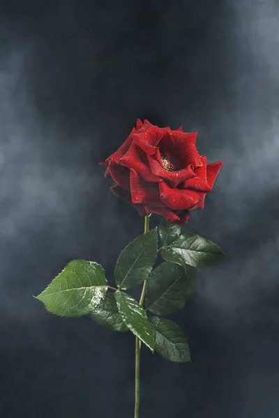 Red Rose Clouds Smoke Dew Drops Black Background Front View — Stock Photo, Image