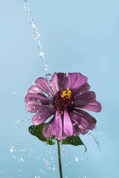 Paarse Zinnia Bloem Met Waterdruppels Vooraanzicht Een Lichtblauwe Achtergrond — Stockfoto