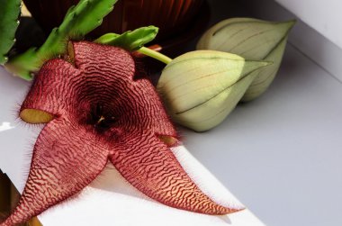 Çiçek açan Stapelia