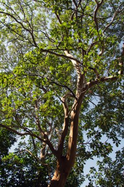 gökyüzü arka plan ağaç