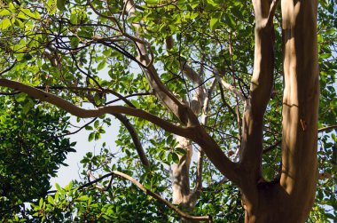 gökyüzü arka plan ağaç