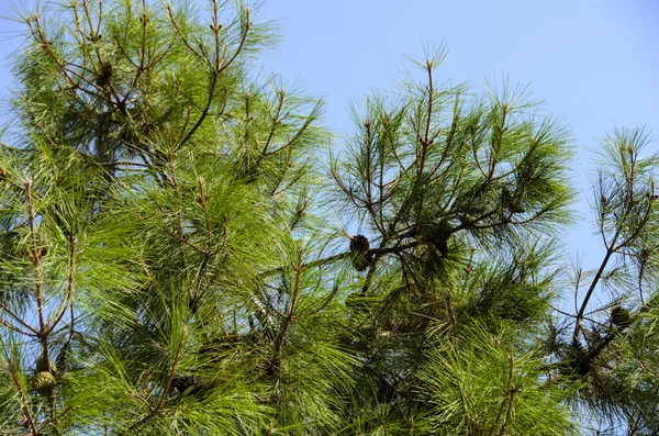 stock image Foliage of spruce