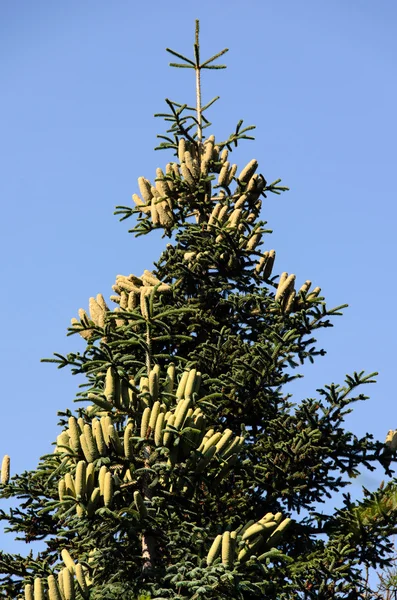 Blad av tall — Stockfoto