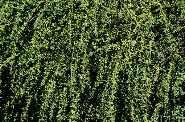 Gröna blad bakgrund — Stockfoto