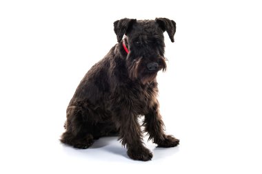 Sevimli köpek izole arka plan üzerinde