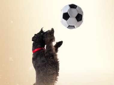 Futbol topuyla oynayan küçük siyah köpek