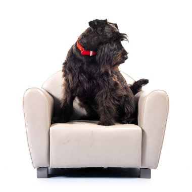 Küçük koltuk üzerinde küçük siyah köpek