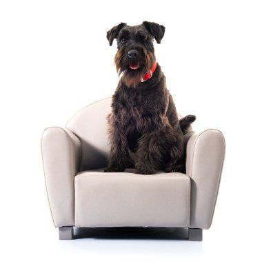 Küçük koltuk üzerinde küçük siyah köpek