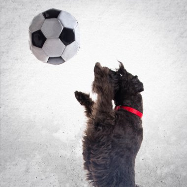 Futbol topuyla oynayan küçük siyah köpek