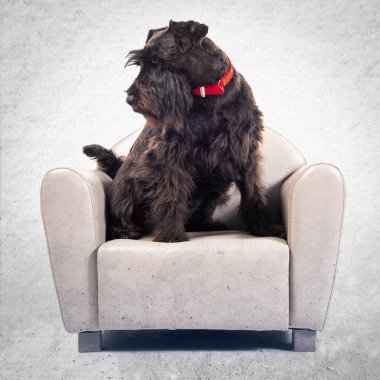 Küçük koltuk üzerinde küçük siyah köpek