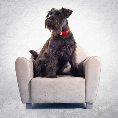 Küçük koltuk üzerinde küçük siyah köpek