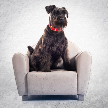 Küçük koltuk üzerinde küçük siyah köpek
