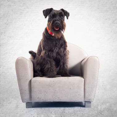 Küçük koltuk üzerinde küçük siyah köpek