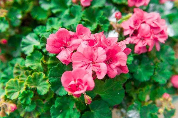 Schönheit und bunte Blumen — Stockfoto