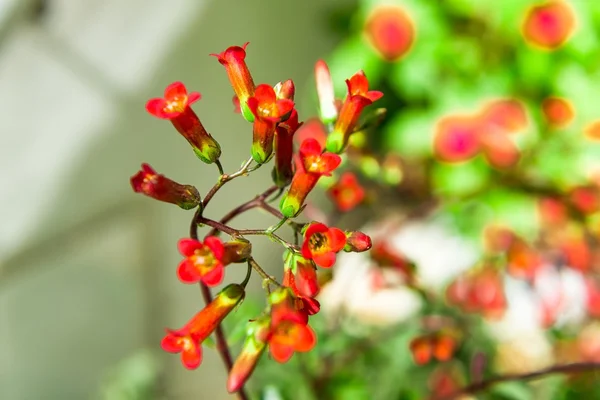 美しさと色とりどりの花 — ストック写真