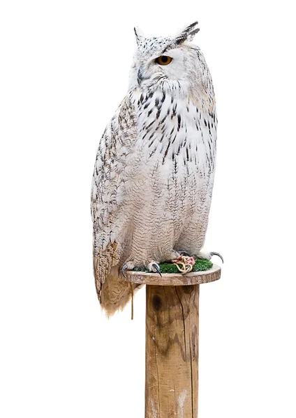 Owl over white background — Stock Photo, Image