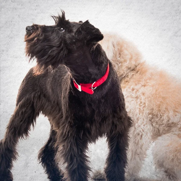 Petits chiens blancs et noirs — Photo