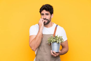 Bahçıvan sakallı, izole edilmiş sarı arka planda gergin ve korkmuş.