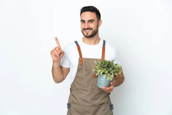 Jardinero Hombre Sosteniendo Una Planta Aislada Sobre Fondo Blanco Mostrando —  Fotos de Stock