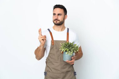 Bahçıvan beyaz arka planda izole edilmiş bir bitki tutuyor. Parmaklar çapraz ve en iyisini diliyor.