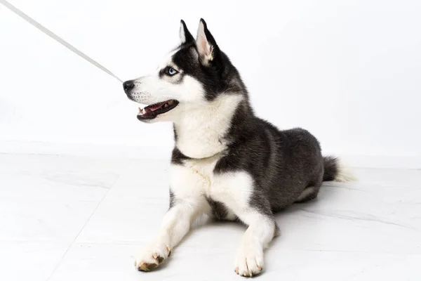 Young husky dog over white background
