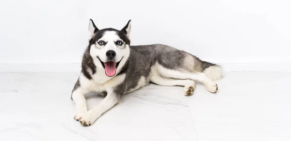 Young Husky Dog White Background — Stock Photo, Image